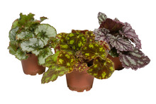 Rexbegonia mix i 12 cm potte